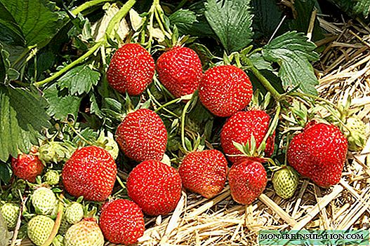 Stroberi kebun yang dapat dilepas, Ostara: berbuah berlimpah di musim panas dan musim gugur