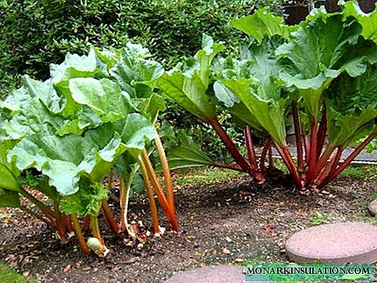 Rhubarbe: conseils simples pour les méthodes de plantation et de sélection