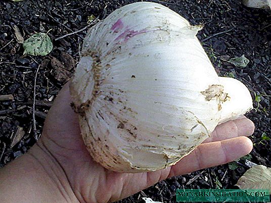 Rocambole - giant garlic on your table!