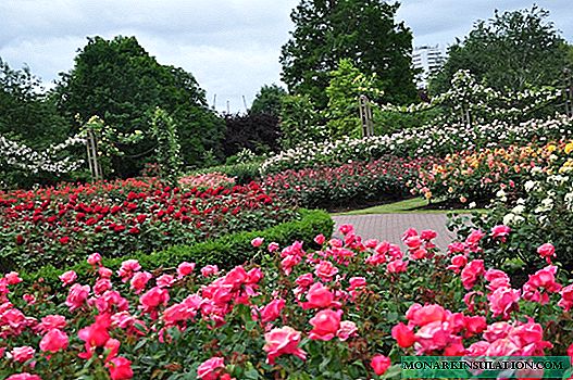 Jardim de rosas faça você mesmo no país: esquemas de detalhamento, regras para moldagem e plantio