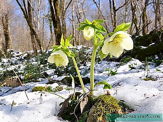 "الورود" تتفتح في فصل الشتاء: كيفية استخدام hellebore بنجاح في تصميم المناظر الطبيعية