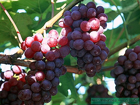 Início russo - variedade de uva de mesa doce despretensiosa