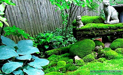 이끼 정원 : 당신의 dacha에서 장식 녹색 걸작을 만드는 비밀