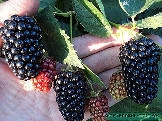 Garden Blackberry Black Satin: Cosecha récord fácil y fácil