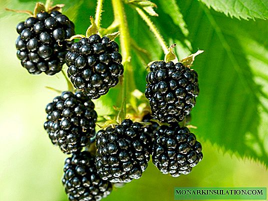 Garden blackberry: care at different times of the year, including the first year after planting