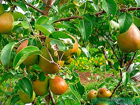 Garden pear in Central Russia