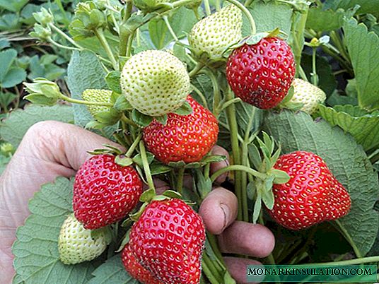 Garden strawberry Irma: characteristics and features of cultivation
