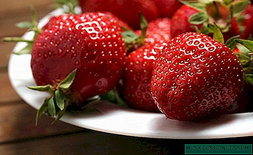 Jardin fraise Lord - un genre classique de fraise
