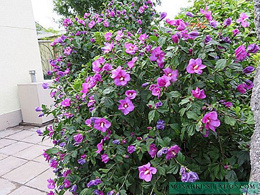 Vrtni hibiskus - pravila za sadnju i uzgoj u otvorenom tlu