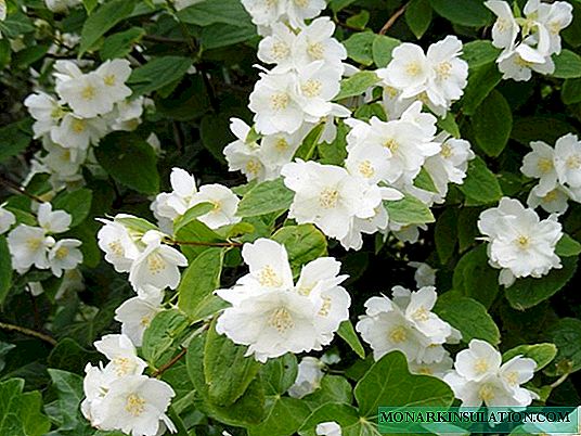 Garden jasmine: rules for planting and growing