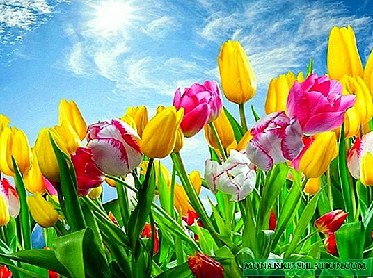 Les plus belles variétés de tulipes: le premier beau printemps (photo)