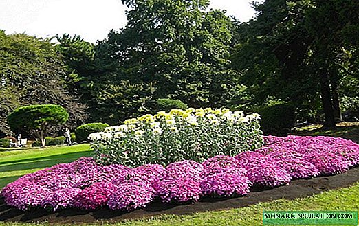 I fiori più senza pretese per il giardino: una selezione di varietà per i giardinieri "pigri"