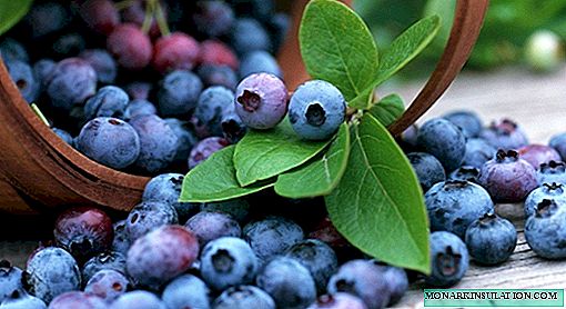 As variedades mais frutíferas de mirtilos de jardim cultivadas na Rússia, Bielorrússia e Ucrânia