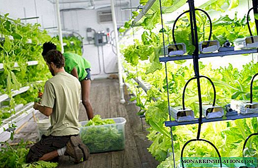 Home-made hydroponics: how it works + how to make a plant for growing