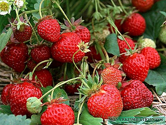 The most suitable time for planting garden strawberries