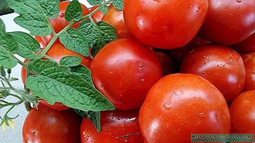 Sanka: una varietà popolare di primi pomodori