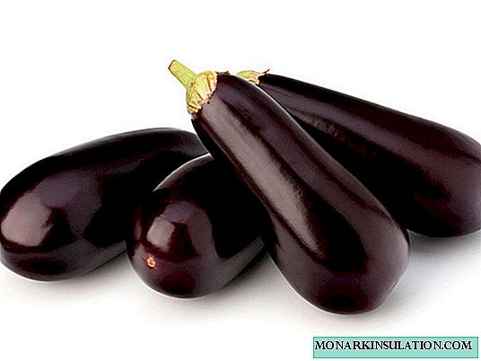 We plant eggplants in the open ground: secrets of a plentiful harvest