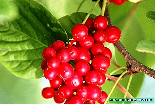 Plantamos semillas de limoncillo chino y otras formas