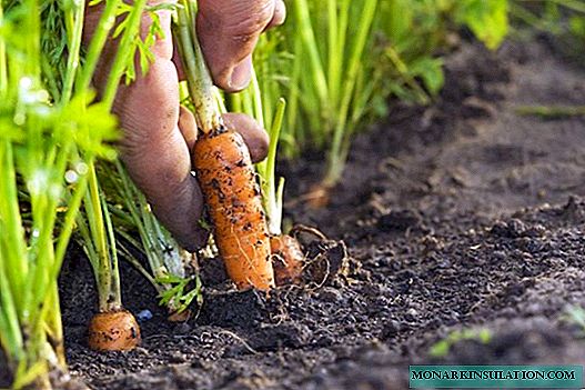 We plant carrots: how to do without thinning