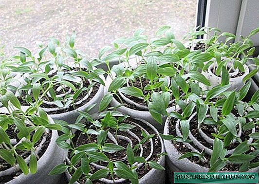 Wir pflanzen Setzlinge in "Schnecken": das spart Boden, Platz und Zeit