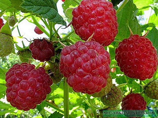 We plant repair raspberries according to the rules