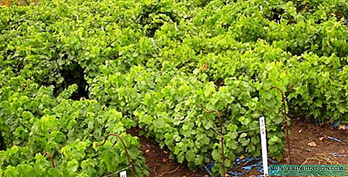 Wir pflanzen Trauben im zeitigen Frühjahr: wie man das Verfahren kompetent durchführt