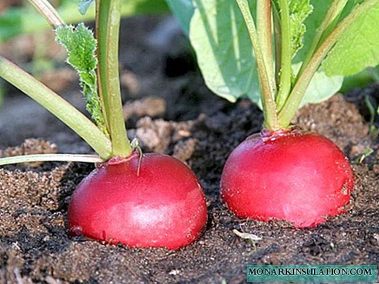 Sow the radish correctly