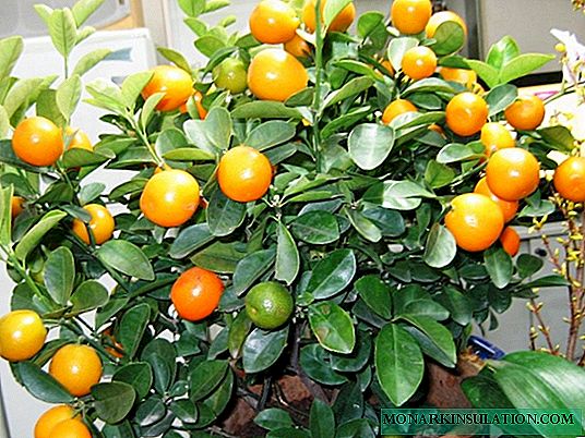 Die Geheimnisse der Zitrusfrüchte: Wie man Zitronen-, Orangen- und Mandarinenbäume züchtet