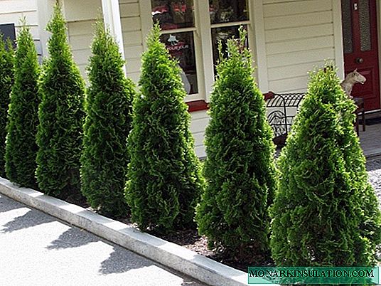 Secrets of landing a thuja and proper care of it
