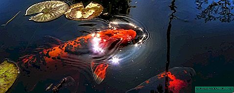 Secretos de la piscicultura en estanques artificiales.