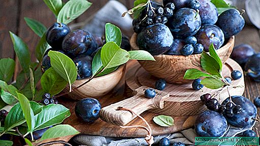Rahasia penanaman blueberry yang sukses: prinsip penanaman, perawatan semak yang ditanam