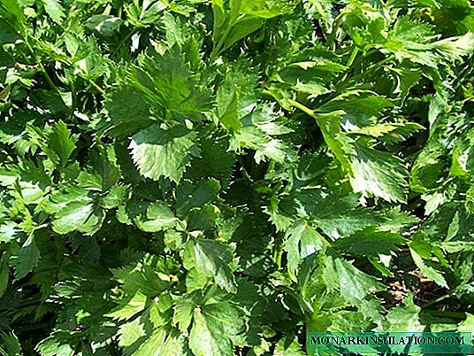 Celery: how to grow a rich harvest of herbs?