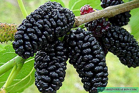 Mulberry i det centrale Rusland: kulturer og de bedste sorter
