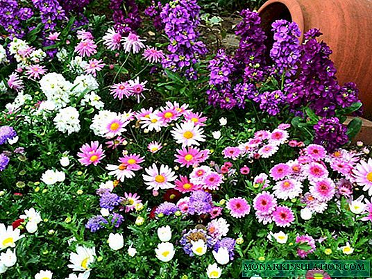 Planting schemes of flowers on a flower bed for beginners: from simple to complex