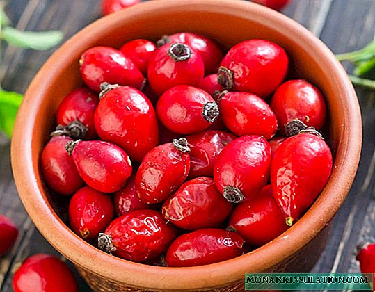 Rosehip: variety selection and growing tips