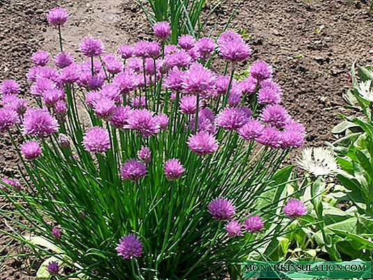 Chives: healthy greens or pretty flowers? Both!