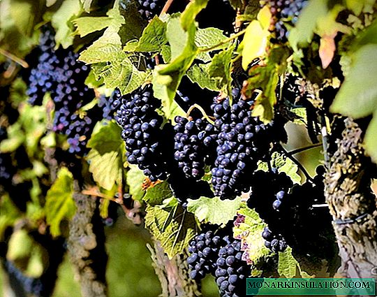 Treliça de bricolage para uvas: como fazer suportes sob a vinha