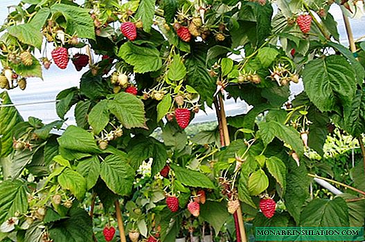 Stamp raspberries - growing characteristics and an overview of varieties