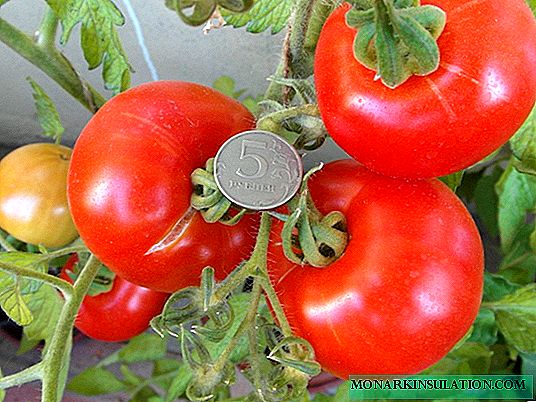 Siberian precocious - cold-resistant early tomato variety