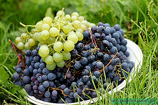 As uvas da Sibéria não são mais exóticas: como as uvas foram parar na Sibéria, que variedades são adequadas para o cultivo em climas rigorosos