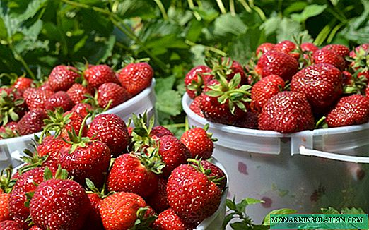 Ambulance et prévention des fraises: comment obtenir une baie saine