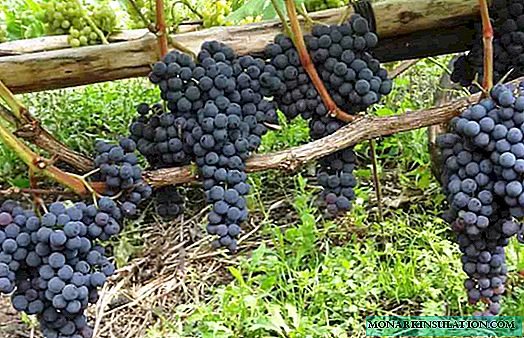 De zoete creatie van de Ioniërs: Attica-druiven
