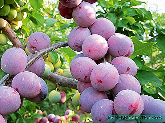 Plum President: old late-ripening variety