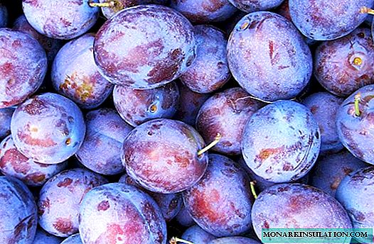 Blueberry plum - American coarse