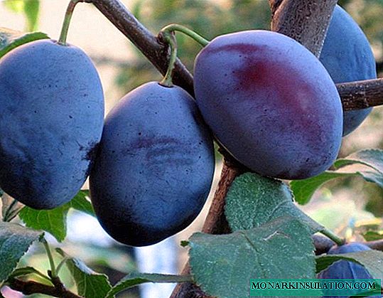 Smolinka: une délicieuse prune pour la bande médiane