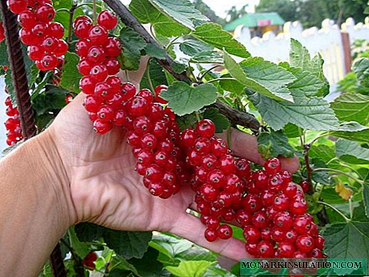 Early red currant: all about the variety, especially planting and growing