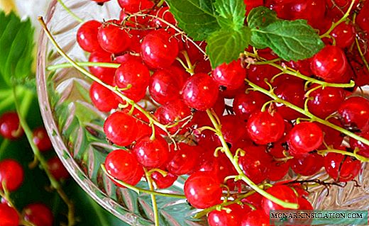 Currant rainbow: the most successful varieties for growing in the regions of Russia and Belarus