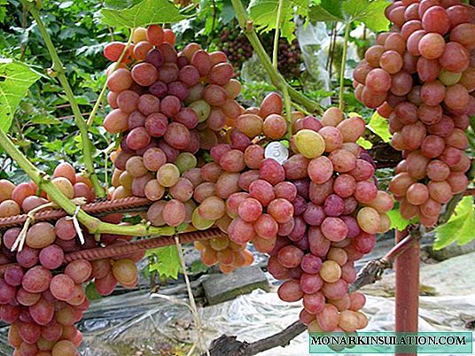 Sofia é uma beldade de uva da Ucrânia. A história do cultivo, possíveis problemas e soluções