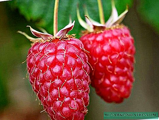 Variety Raspberry Phenomenon - fenomenaal smakelijke bessen in uw tuin