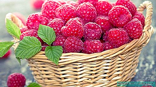 Variety of raspberries Tarusa: the subtleties of caring for raspberry tree
